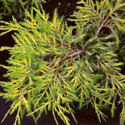 Можжевельник КИНГ ОФ СПРИНГ средний в Фаниполе