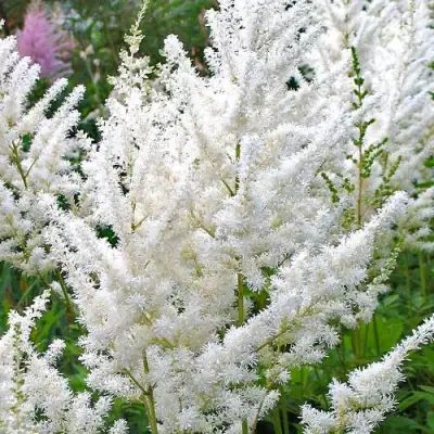 Астильба ДИАМАНТ Арендса в Фаниполе