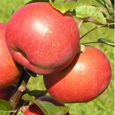 Яблоня РЕДКРАФТ в Фаниполе