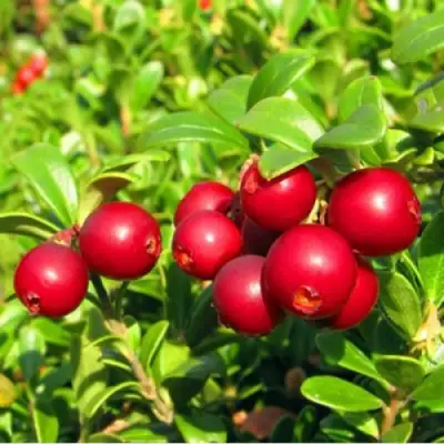 Брусника садовая РЕД ПЕРЛ в Фаниполе