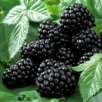 Ежевика БЛЭК БЬЮТИ в Фаниполе