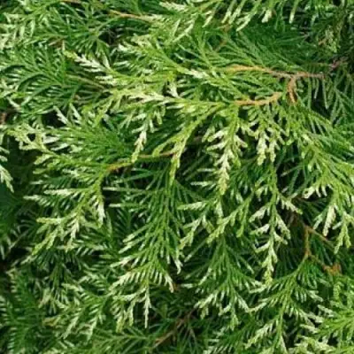Туя СМАРАГД ВАРИЕГАТА западная в Фаниполе