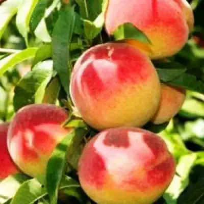 Персик НОВОСЕЛКОВСКИЙ в Фаниполе