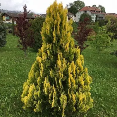 Туя ЕЛЛОУ РИББОН западная в Фаниполе