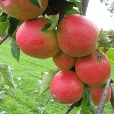 Яблоня ПИККОЛО в Фаниполе