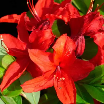 Азалия НАБУКО листопадная в Фаниполе