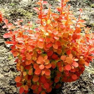 Барбарис ОРАНЖ ФАЙЕР тунберга в Фаниполе