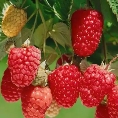 Малина ХИМБО-ТОП в Фаниполе