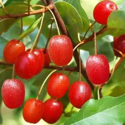 ГУМИ (ЛОХ МНОГОЦВЕТКОВЫЙ) в Фаниполе