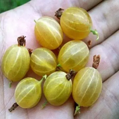 Крыжовник ЯРОВОЙ в Фаниполе