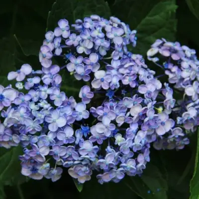 Гортензия АИША крупнолистная  в Фаниполе