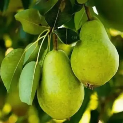 Груша СЕВЕРЯНКА колонновидная в Фаниполе