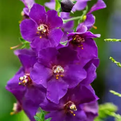 Коровяк ВИОЛЕТТА (вербаскум) в Фаниполе