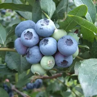 Голубика БЛЮЭТТА в Фаниполе