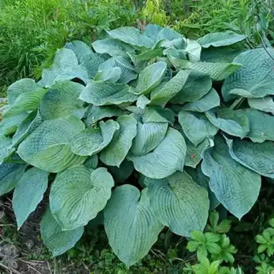 Хоста ЭЛЕГАНС Зибольда в Фаниполе