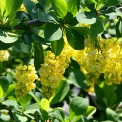 Барбарис ИНДИАН САММЕР  в Фаниполе