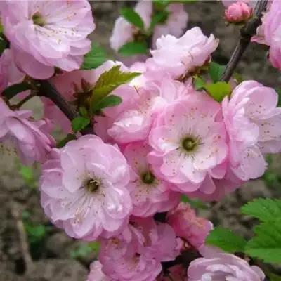 Миндаль ТРЁХЛОПАСТНЫЙ (луизеания) в Фаниполе