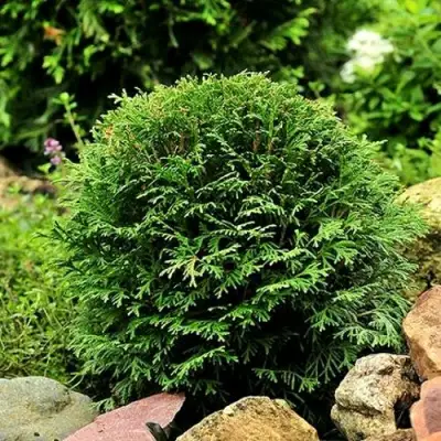 Туя ДАНИКА западная в Фаниполе