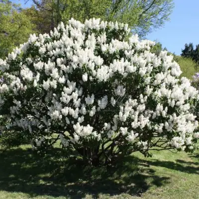 Сирень РОЧЕСТЕР в Фаниполе