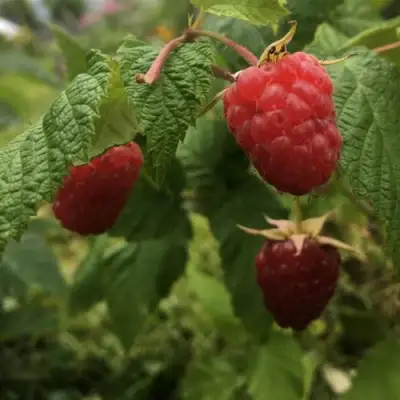 Малина КАРАМЕЛЬНАЯ в Фаниполе