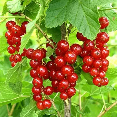 Смородина красная ФЕРТОДИ в Фаниполе