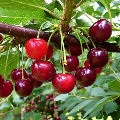 Вишня БРУСНИЦЫНА степная в Фаниполе