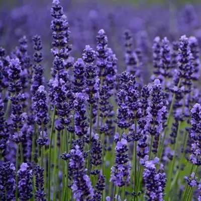 Лаванда МАНСТЕД узколистная в Фаниполе