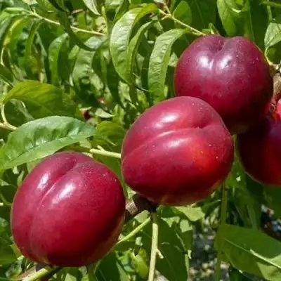 Нектарин БИГ-ТОП в Фаниполе