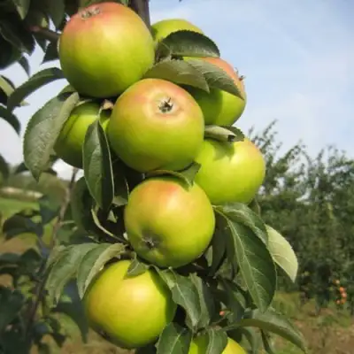 Яблоня ЛУКОМОР колонновидная в Фаниполе