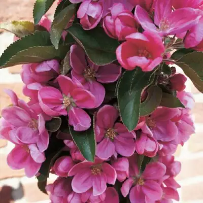 Яблоня ЗЕЛЁНЫЙ БУКЕТ декоративная в Фаниполе