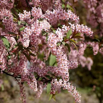 Черемуха НЕЖНОСТЬ в Фаниполе