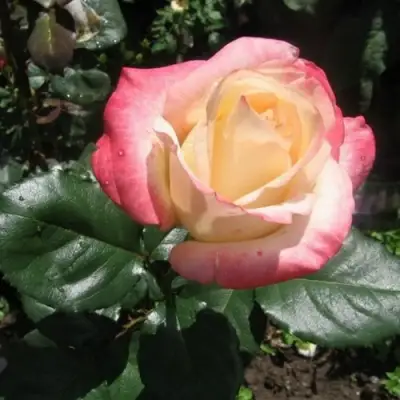 Роза БЕЛА ПЕРЛА чайно-гибридная в Фаниполе