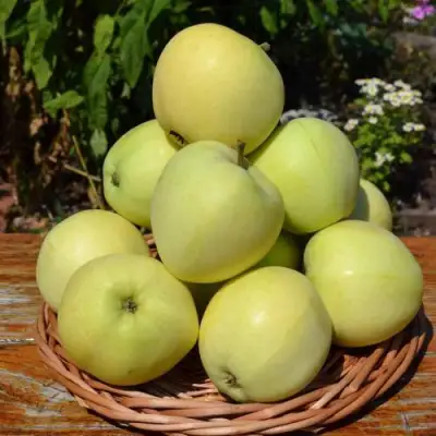 Яблоня ПАПИРОВКА в Фаниполе