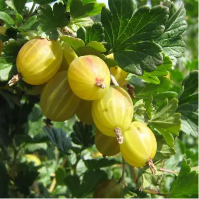 Крыжовник БЕРИЛЛ в Фаниполе