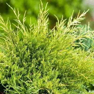 Можжевельник ОЛД ГОЛД средний в Фаниполе