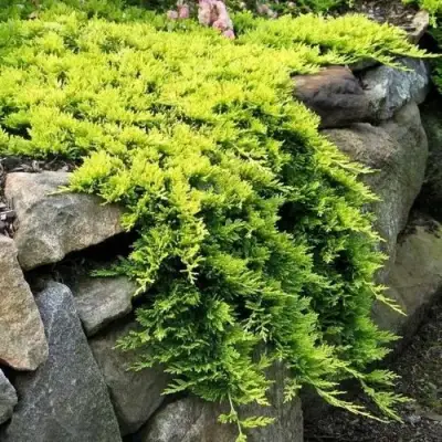 Можжевельник ГОЛДЕН КАРПЕТ горизонтальный  в Фаниполе