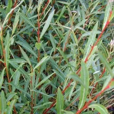 Ива НАНА пурпурная в Фаниполе