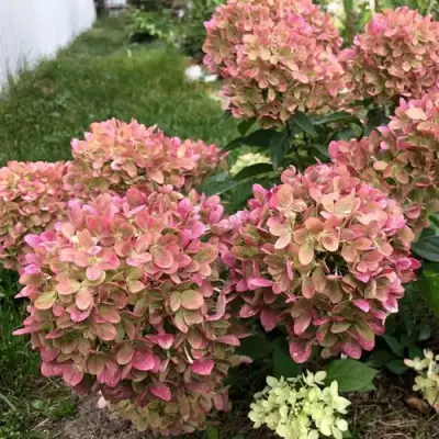 гортензия метельчатая пастель грин