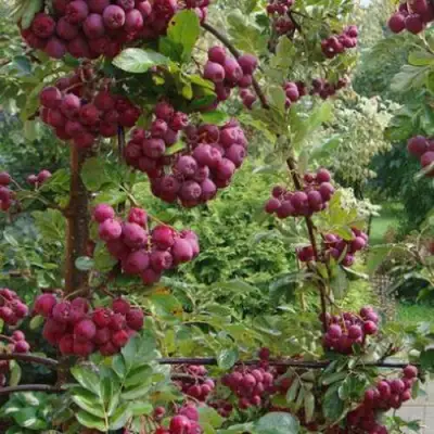 Рябина ДЕСЕРТНАЯ МИЧУРИНА сладкоплодная в Фаниполе