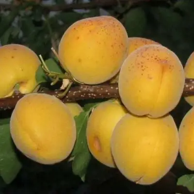 Абрикос ДЕСЕРТНЫЙ ГОЛУБЕВА в Фаниполе