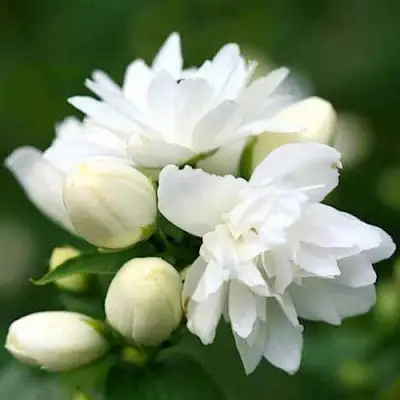 Жасмин ШНЕЕШТРУМ в Фаниполе