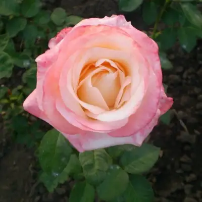 Роза БЕЛА ПЕРЛА чайно-гибридная в Фаниполе