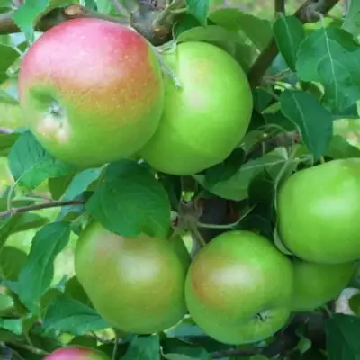 Яблоня НАВАВИТА в Фаниполе