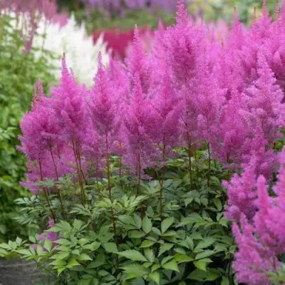 Астильба АМЕТИСТ Арендса в Фаниполе