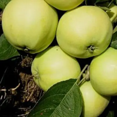 Яблоня ПАПИРОВКА в Фаниполе