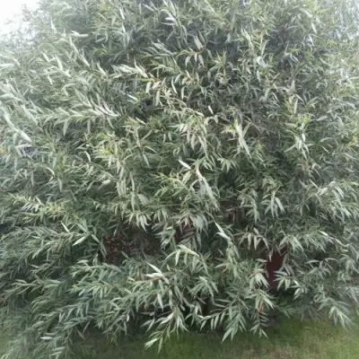 Ива СЕРЕБРИСТАЯ в Фаниполе