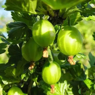 Крыжовник МАЛАХИТ в Фаниполе