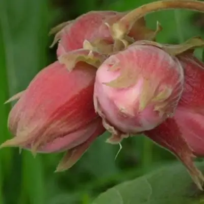 Фундук АКАДЕМИК ЯБЛОКОВ в Фаниполе