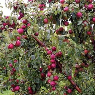 Яблоня ЛОБО в Фаниполе