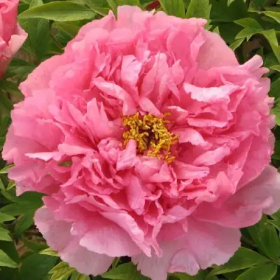 Пион СЕРЕБРИСТЫЙ РУЧЕЙ древовидный в Фаниполе